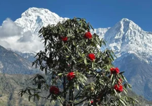 Annapurna mountain range seen during the khopra danda trekking nepal