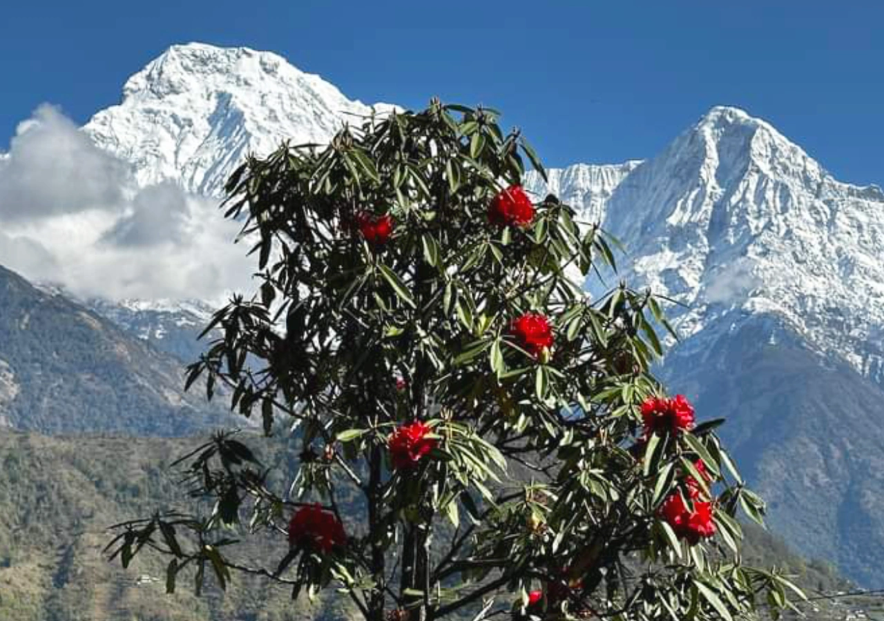 Annapurna mountain range seen during the khopra danda trekking nepal