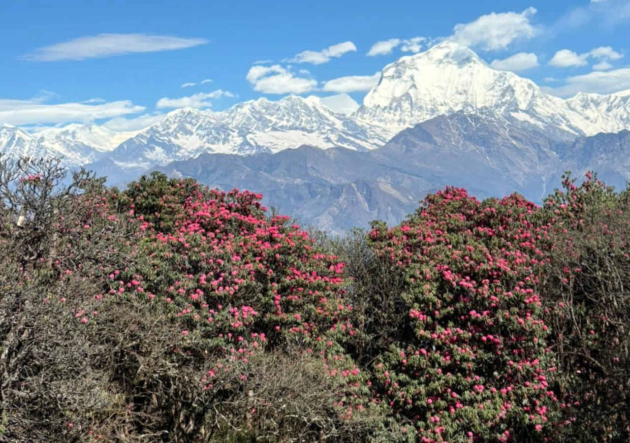 Khopra danda trekking trail and mount dhaulagiri view with rhododendron flowers