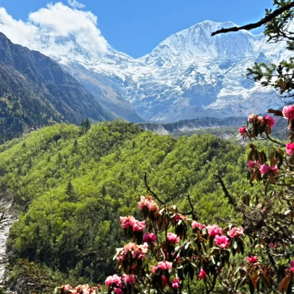 Route of Manaslu Circuit with Tsum Valley Trek with rhododendron flowers in Nepal