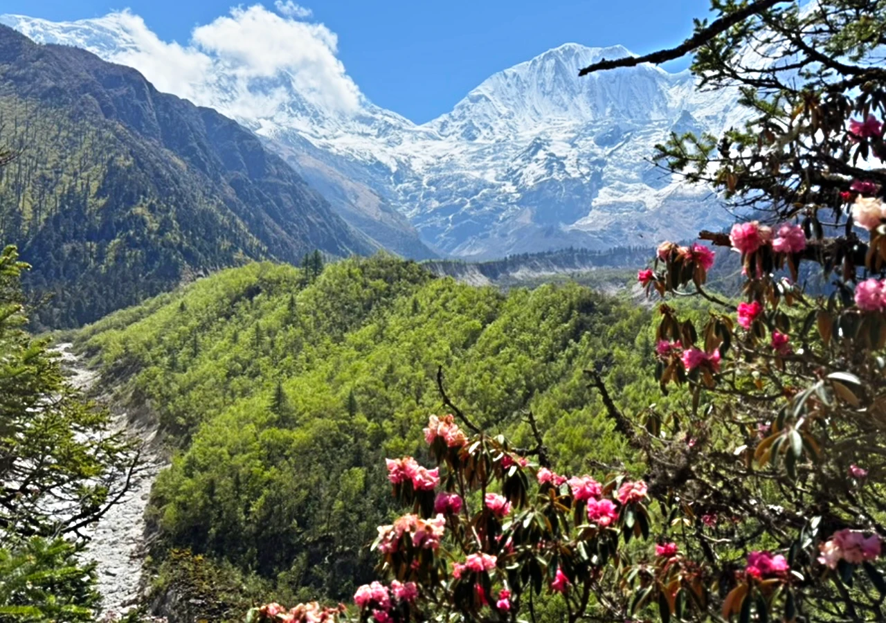 Route of Manaslu Circuit with Tsum Valley Trek with rhododendron flowers in Nepal