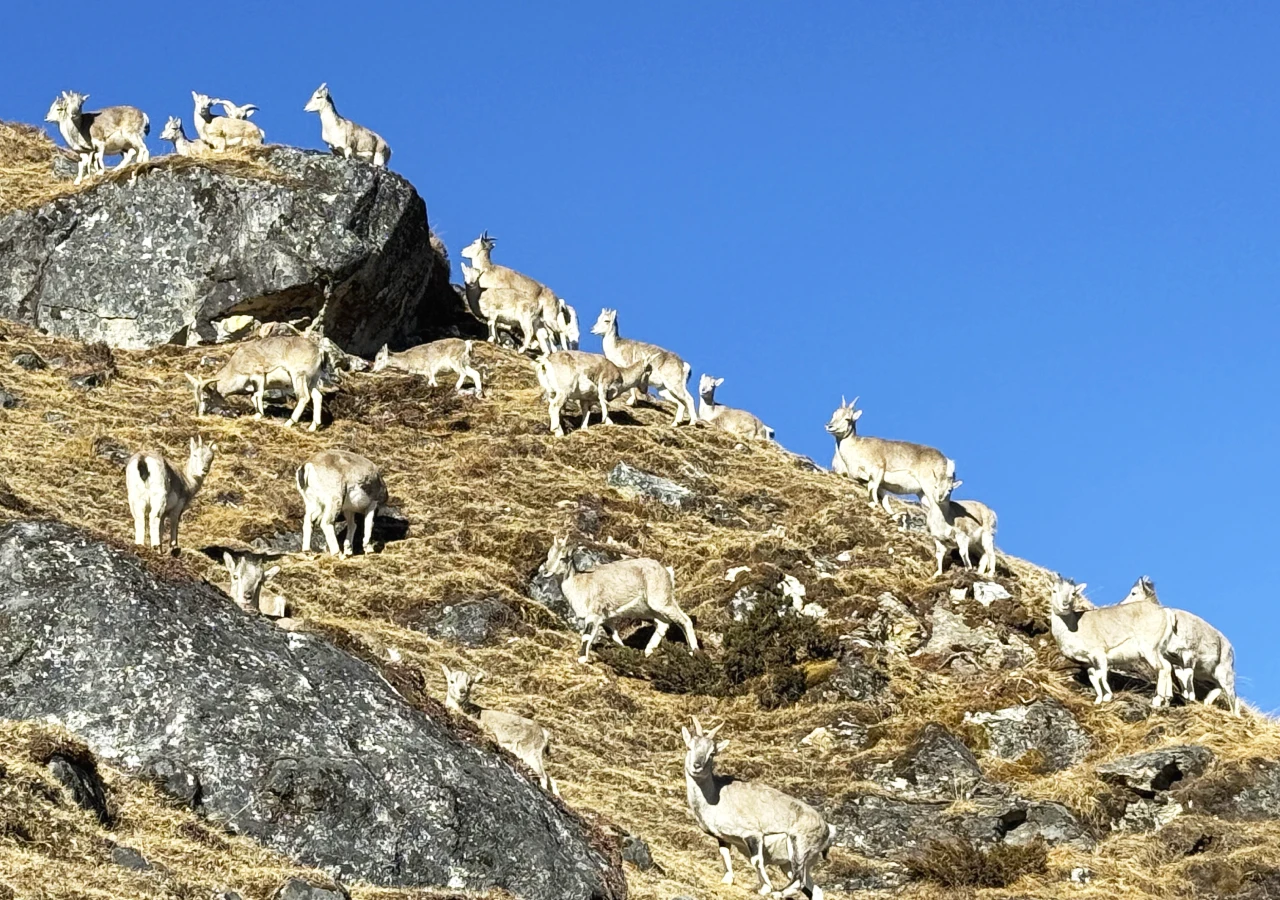 Kanchenjunga Circuit Trekking Trail with the Mountain Goat Around