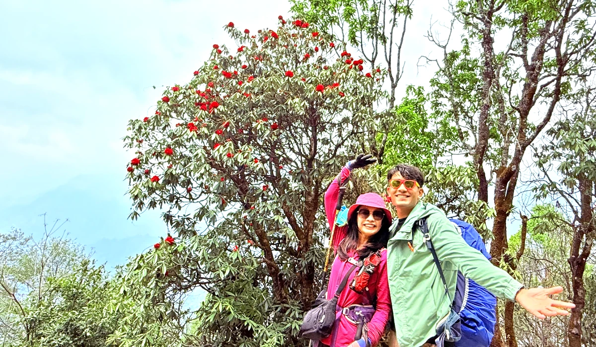 Mardi Himal Trekking trail and trekkers enjoying the colorful rhododendrons 