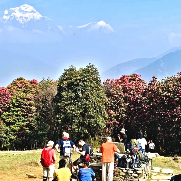 Best time to see Rhododendrons flowers in nepal guide