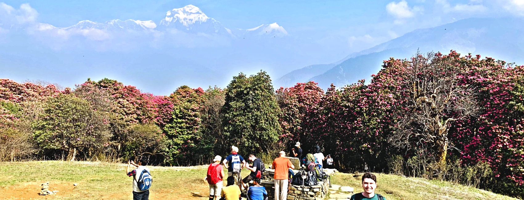 Best time to see Rhododendrons flowers in nepal guide