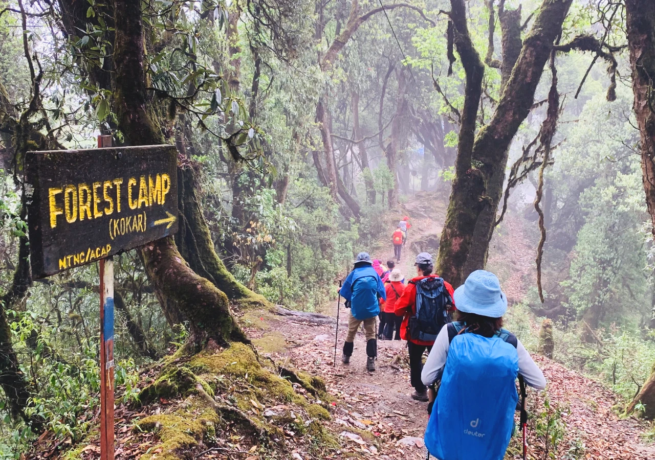 Forest Camp on the Mardi Himal Trek Nepal