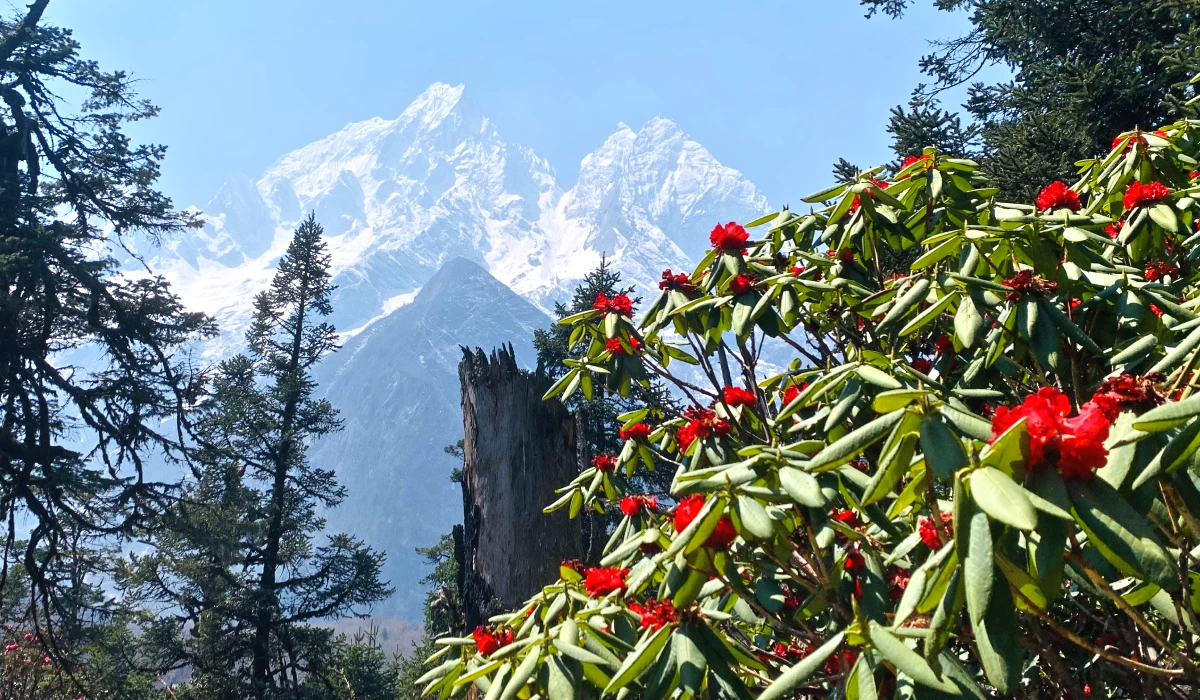 Manaslu trekking trail and rhododendrons flowers with himalayan peaks 