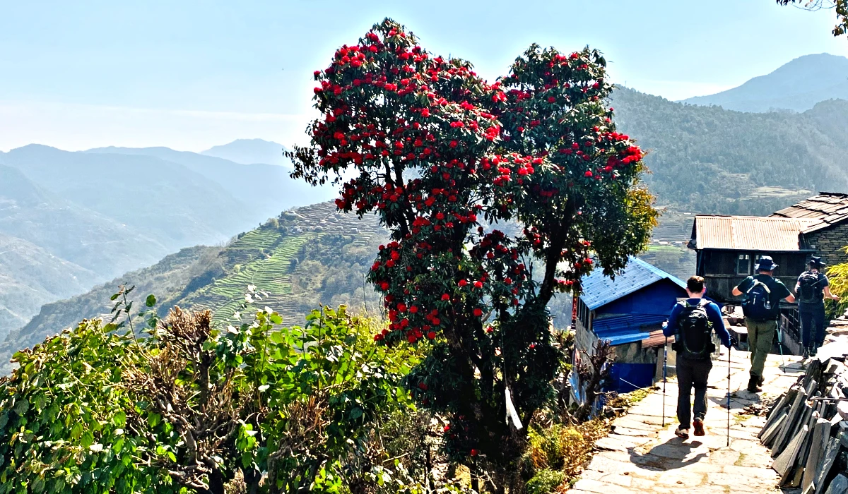 Rhododendron tree and trekkers hiking in annapurna region of nepal in spring 