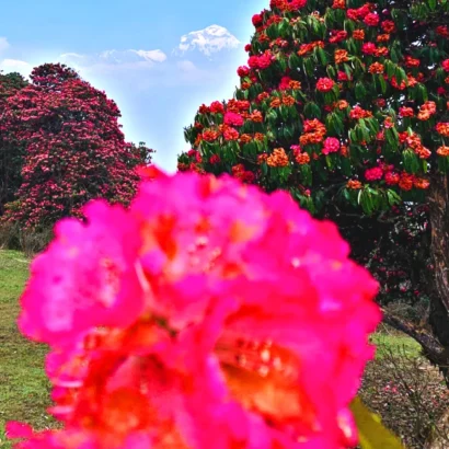 Rhododendron flowers in annapurna region of nepal in spring season
