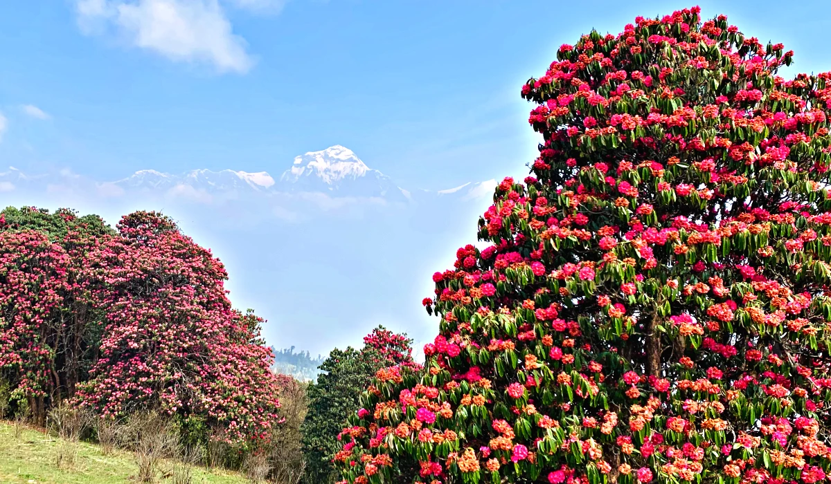 Rhododendrons flowers and dhaulagiri mountain view during trekking in spring nepal