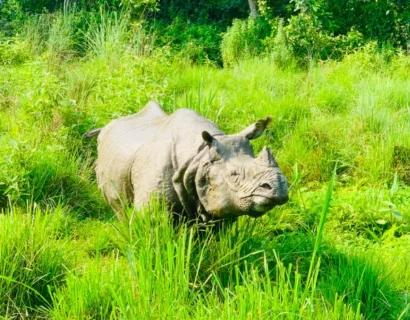 Best of nepal: culture nature and wildlife tour experience with one horn rhino in chitwan