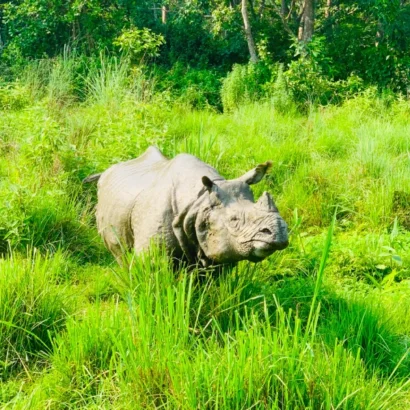 Best of nepal: culture nature and wildlife tour experience with one horn rhino in chitwan