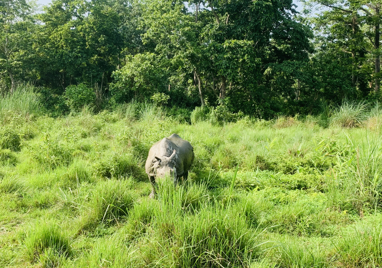 nepal luxury tour experience and famous one horn rhino in chitwan national park