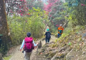 Rhododendron forest on Short Annapurna Base Camp Trekking route Nepal