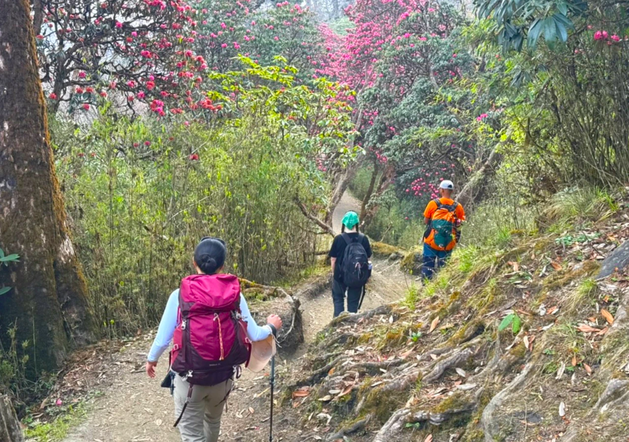 Rhododendron forest on Short Annapurna Base Camp Trekking route Nepal