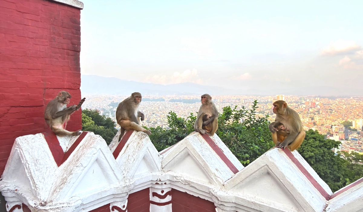 Monkeys at Swayambhunath stupa Nepal 