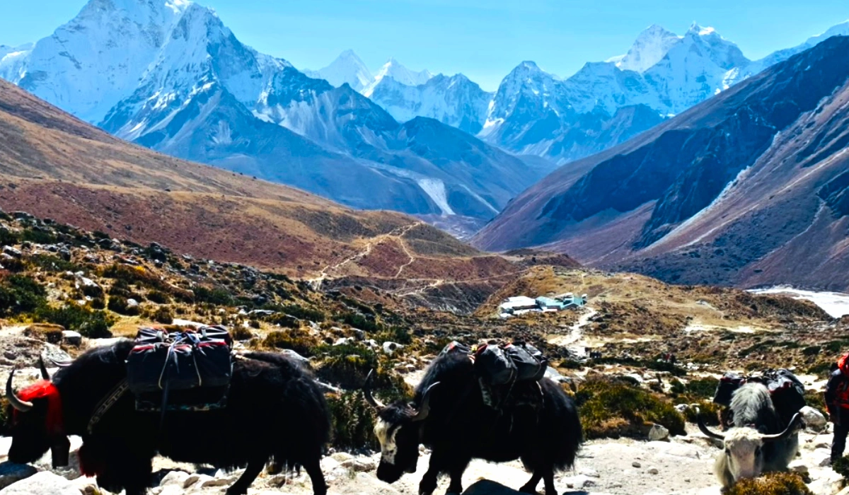 Yaks along the Everest Base Camp trekking trail in Khumbu region of Nepal