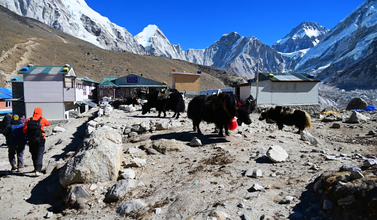 Trekkers walking near Gorak Shep on the Everest Base Camp Trek with panoramic mountain views and Himalayan yaks around